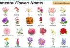 Ornamental Flowers Names in English with Their Pictures