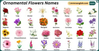 Ornamental Flowers Names in English with Their Pictures