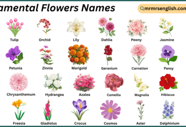 Ornamental Flowers Names in English with Their Pictures