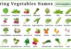 Spring Vegetables Names in English with Pictures