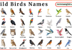 Wild Birds Names in English and Their Pictures
