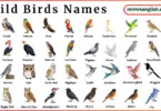 Wild Birds Names in English and Their Pictures