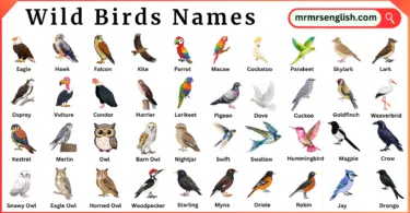Wild Birds Names in English and Their Pictures