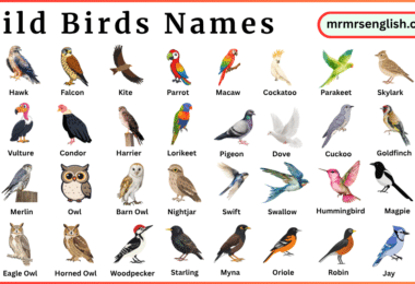 Wild Birds Names in English and Their Pictures