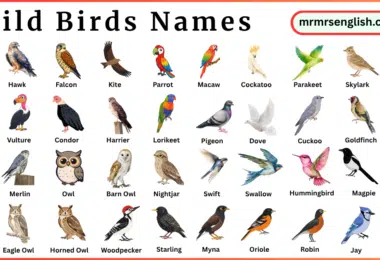 Wild Birds Names in English and Their Pictures