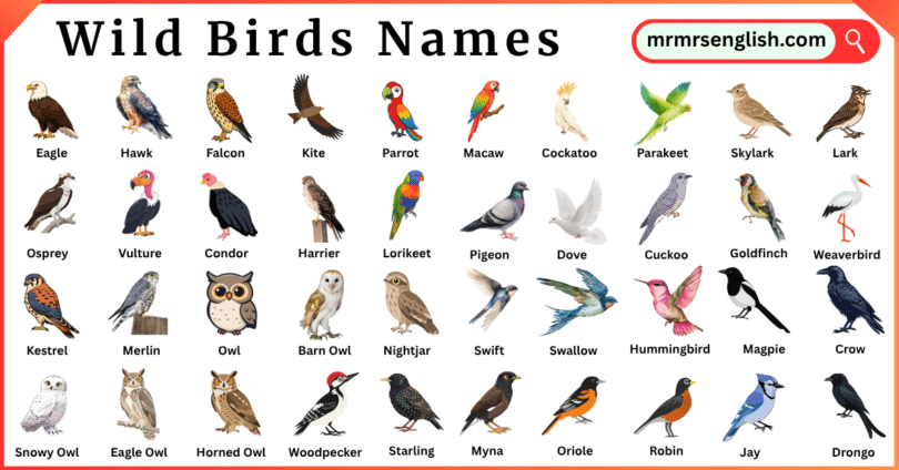 Wild Birds Names in English and Their Pictures