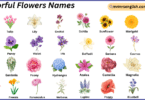 Colorful Flowers Names in English with Their Pictures