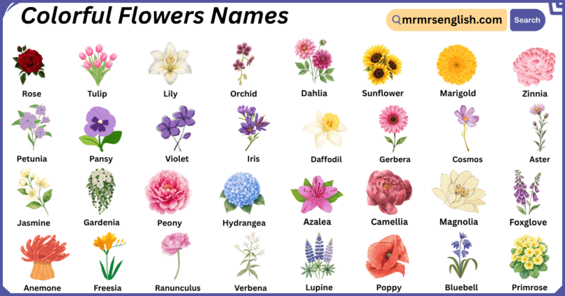 Colorful Flowers Names in English with Their Pictures