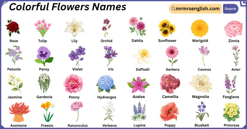 Colorful Flowers Names in English with Their Pictures