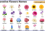 Decorative Flowers Names in English with Their Pictures