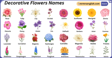 Decorative Flowers Names in English with Their Pictures