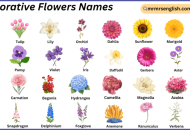 Decorative Flowers Names in English with Their Pictures