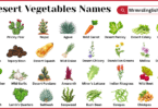 Desert Vegetables Names in English with Pictures