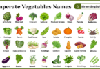 Temperate Vegetables Names in English with Pictures