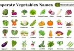 Temperate Vegetables Names in English with Pictures