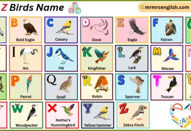 A to Z Birds Name in English with their Pictures